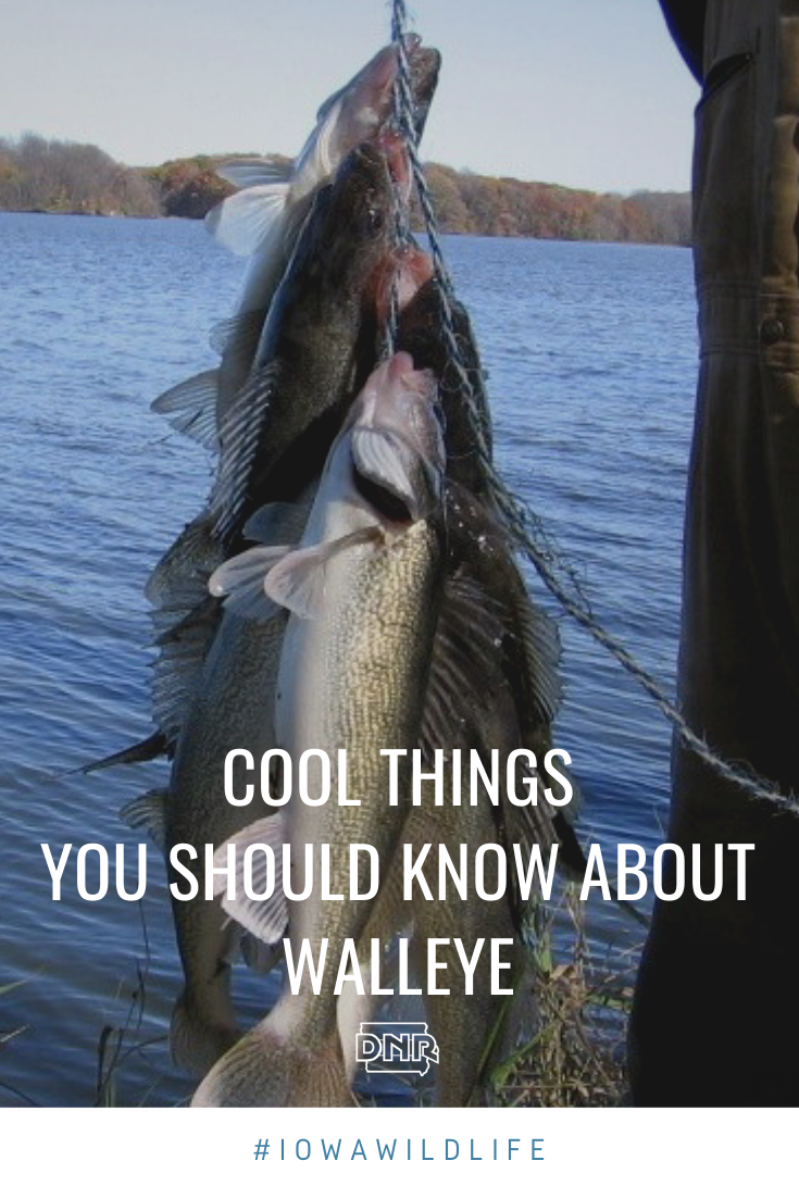 Do you know these 5 cool things about walleye?  |  Iowa DNR